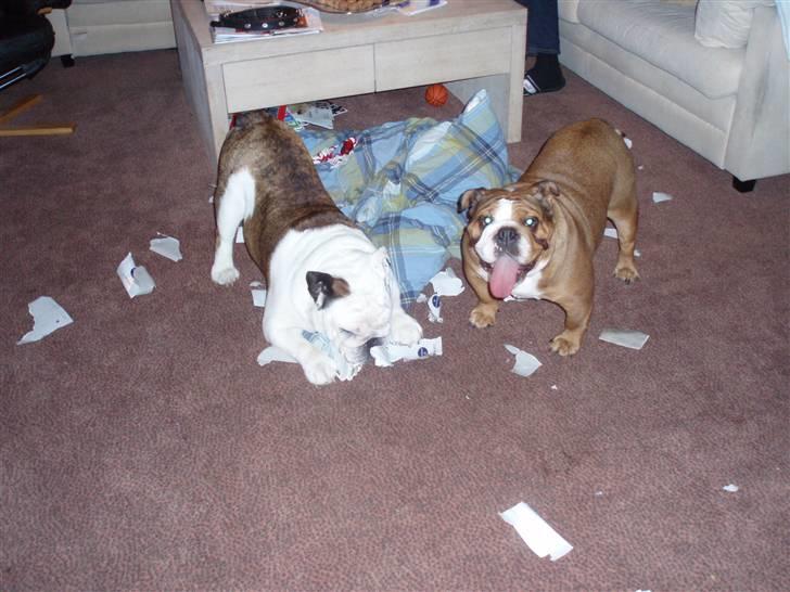 Engelsk bulldog Frede - RIP - ses basse - bide til atomer billede 20