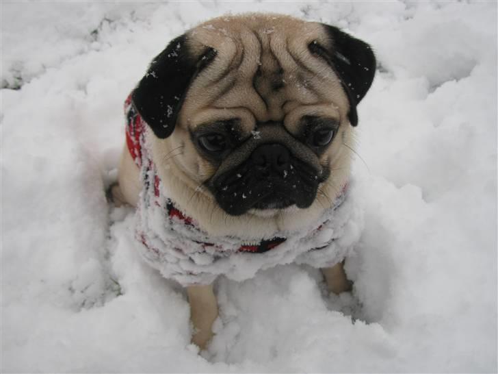 Mops Anton billede 13