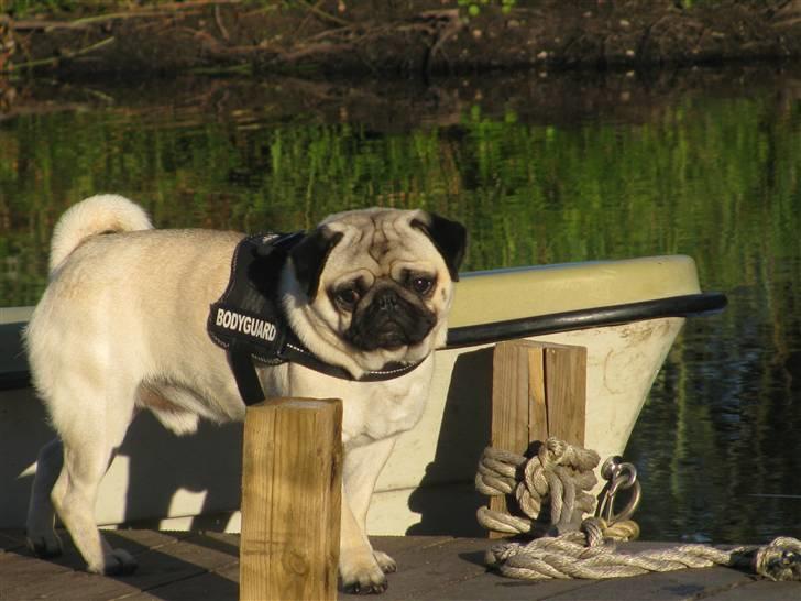 Mops Anton - Anton en sommer aften billede 14