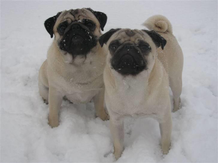 Mops Anton - Anton med sin søn Uffe<3 billede 16