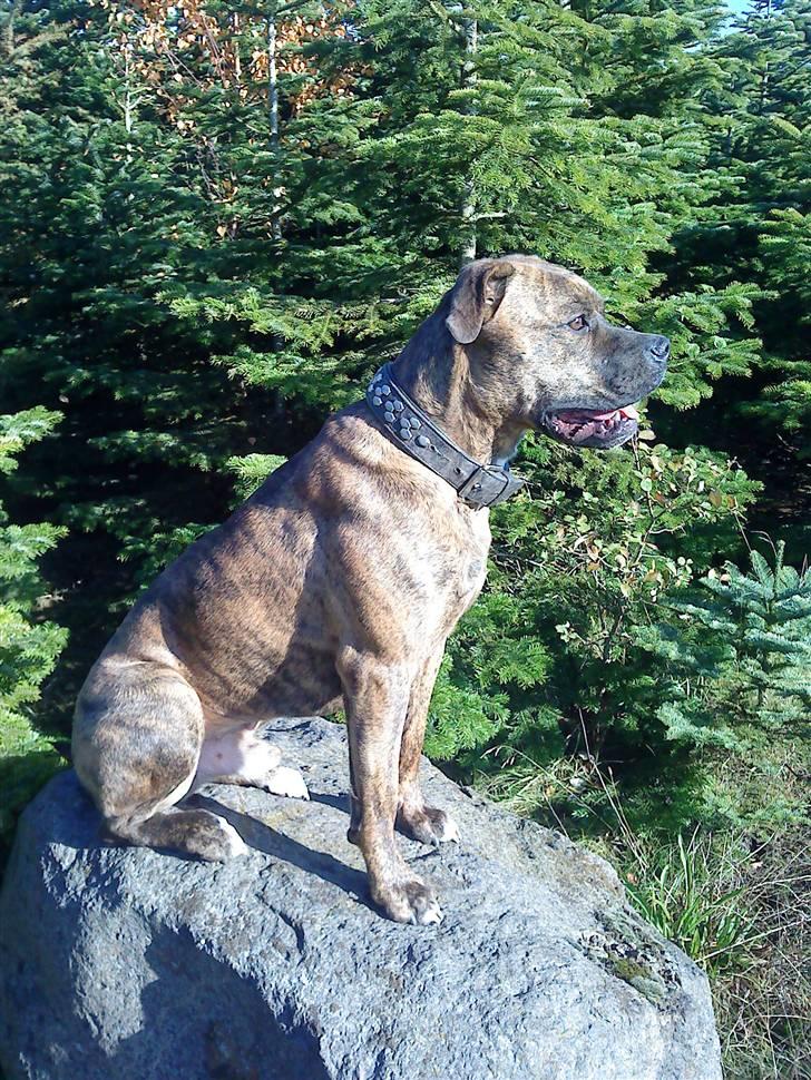 Amerikansk bulldog Kazan - Tager D.15/10-09 billede 14