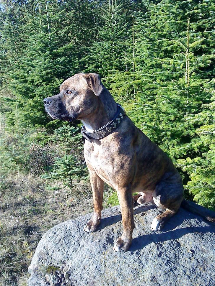 Amerikansk bulldog Kazan - Tager D.15/10-09 billede 15