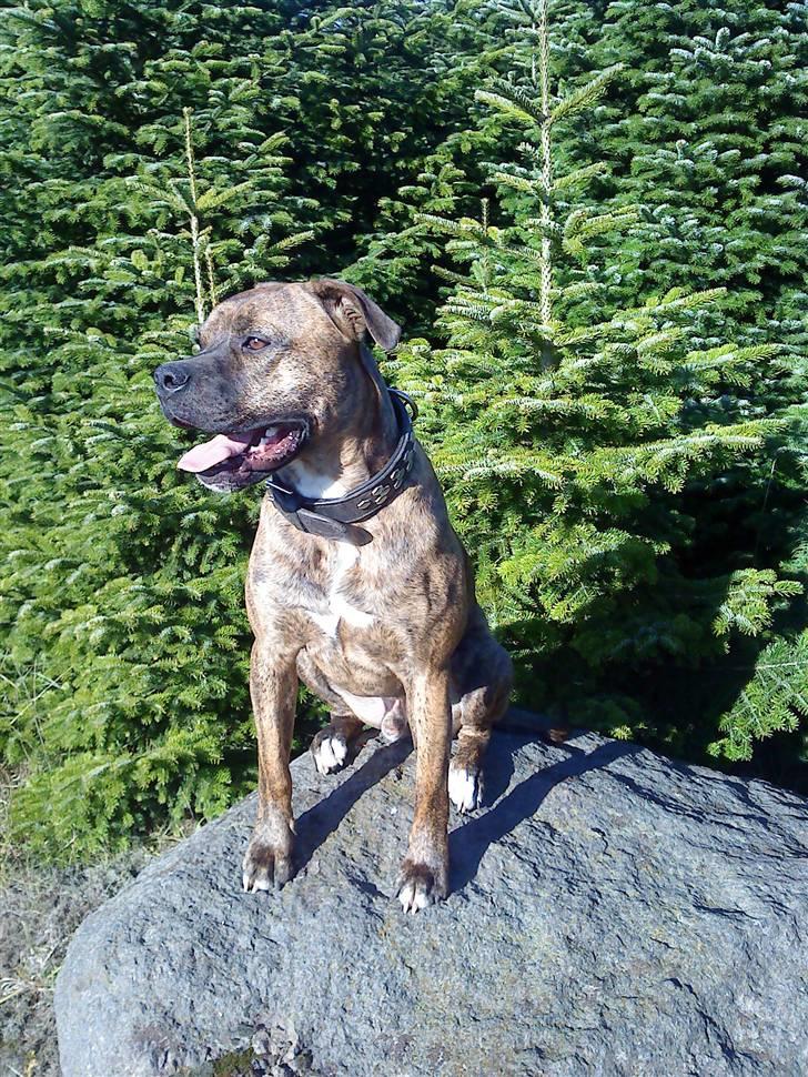 Amerikansk bulldog Kazan - Tager D.15/10-09 billede 16