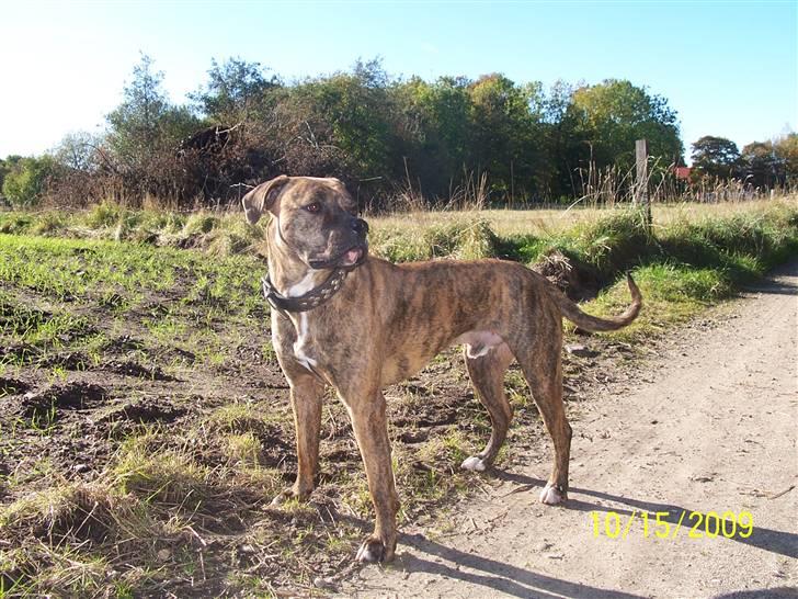 Amerikansk bulldog Kazan - Tager D.15/10-09 billede 17