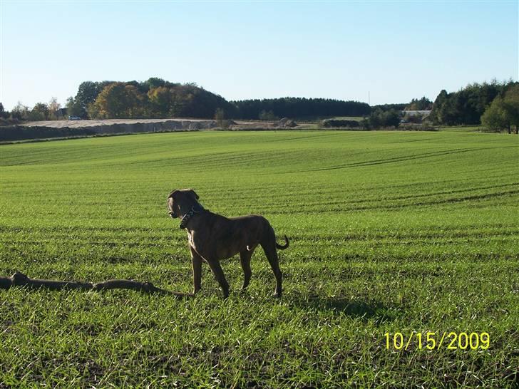 Amerikansk bulldog Kazan - Tager D.15/10-09 billede 18