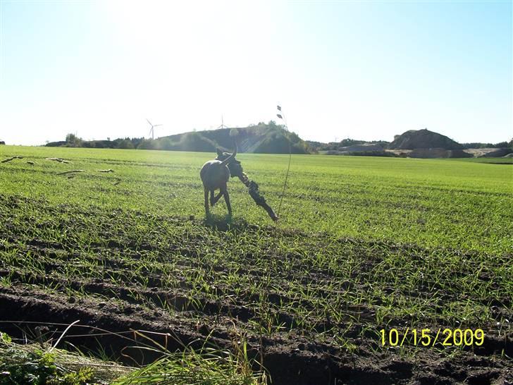 Amerikansk bulldog Kazan - Tager D.15/10-09 billede 19