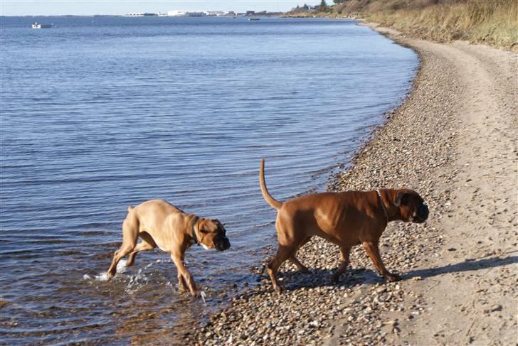 Boxer Verona ( Fie )  ( RIP 10. jan. 2011) - 14. okt. ved Ringkøbing fjord. Det ser koldt ud!!! billede 16