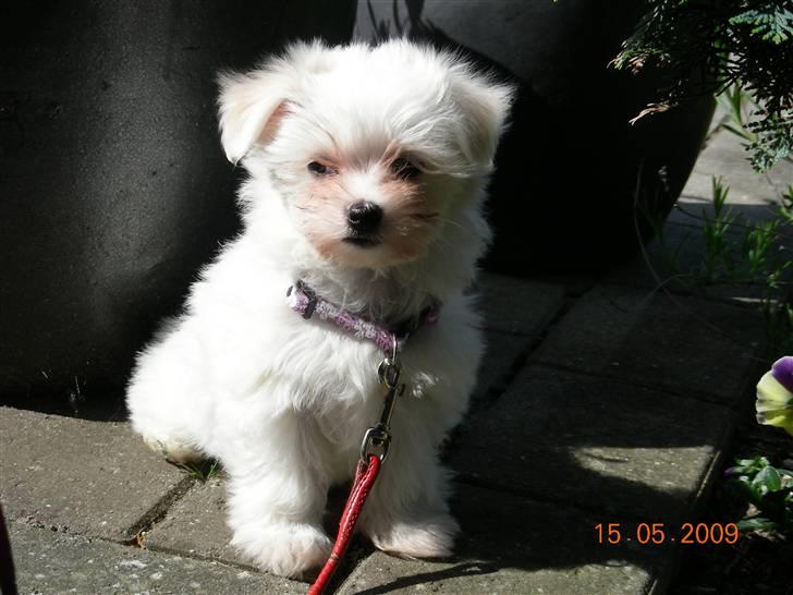 Malteser o~~ Darcie ~~o - 15/5 lige kommet hjem. Er jeg ikke sød. billede 16