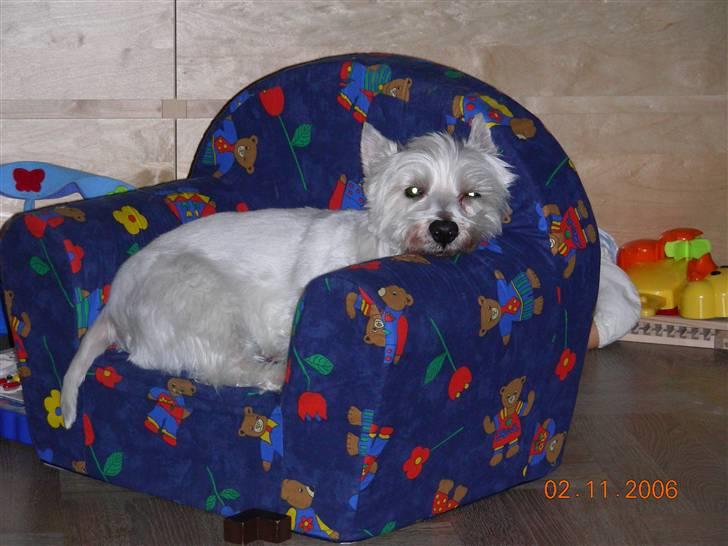 West highland white terrier Hr. Ludvig R.I.P - 2.11.06 Den passer lige til mig! billede 7