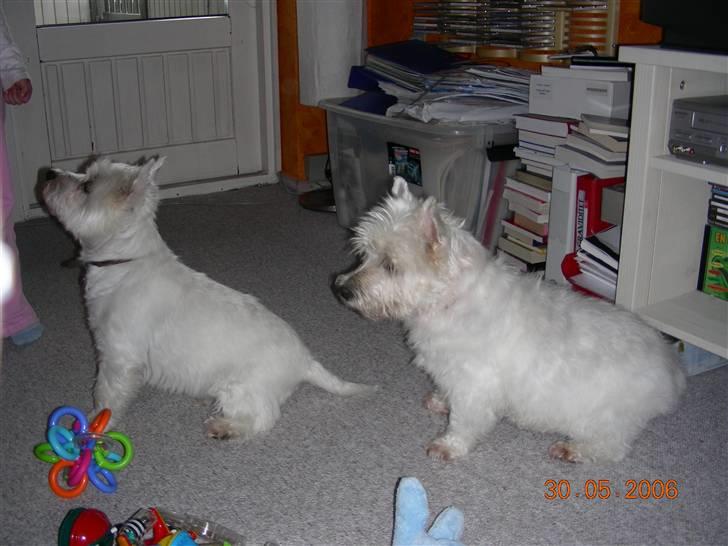West highland white terrier Hr. Ludvig R.I.P - 30.5.06  Her sidder jeg med Lady, som ikke er her mere. R.I.P. billede 8