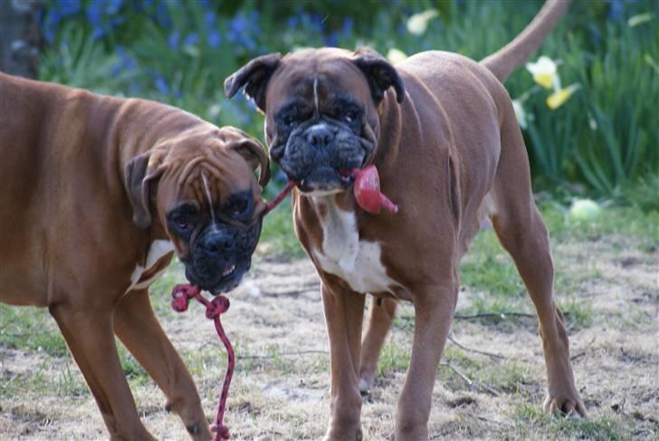 Boxer Verona ( Fie )  ( RIP 10. jan. 2011) - 10 år billede 17