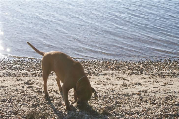Boxer Verona ( Fie )  ( RIP 10. jan. 2011) - Oktober 2009 billede 18