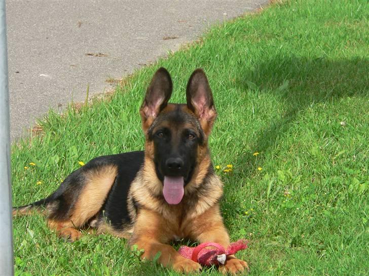 Schæferhund Vennebjergs Iwo - Så sød kan han se ud :D billede 1