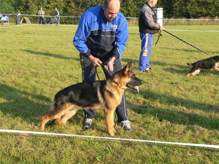 Schæferhund Vennebjergs Iwo - Første gang han blir stillet op, og så af en fremmed :D billede 2