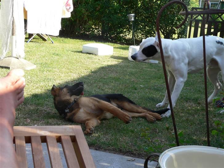 Schæferhund Vennebjergs Iwo - Årrh jeg er altså træt !. :P billede 4
