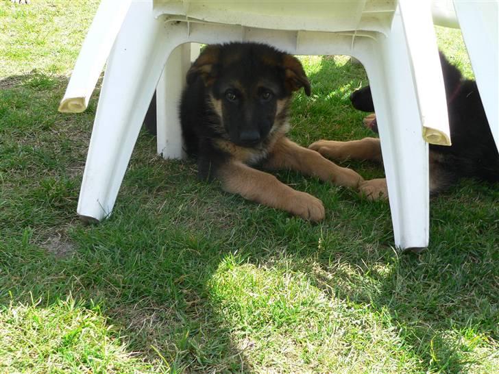 Schæferhund Vennebjergs Iwo - Første gang jeg ser ham, der er han 10 uger :D billede 6