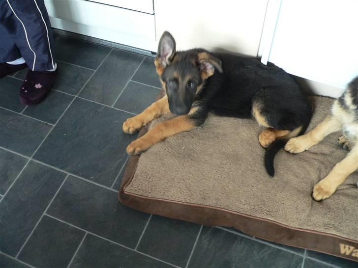 Schæferhund Vennebjergs Iwo - Den dag jeg henter ham 12 uger :D Der er sku sket meget  billede 8