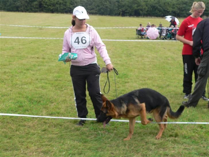 Schæferhund Vennebjergs Iwo - Så skulle lvi lige hentes vores præmie Dejlige hund :D billede 9