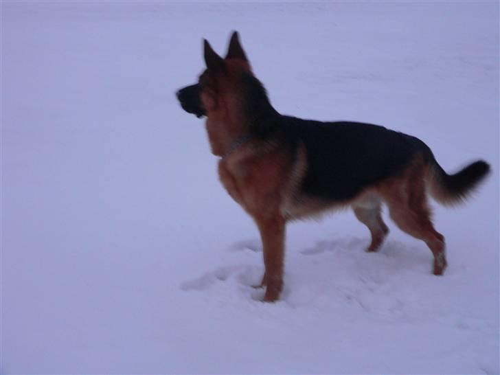 Schæferhund Vennebjergs Iwo - Første gang han er i sne :D billede 10