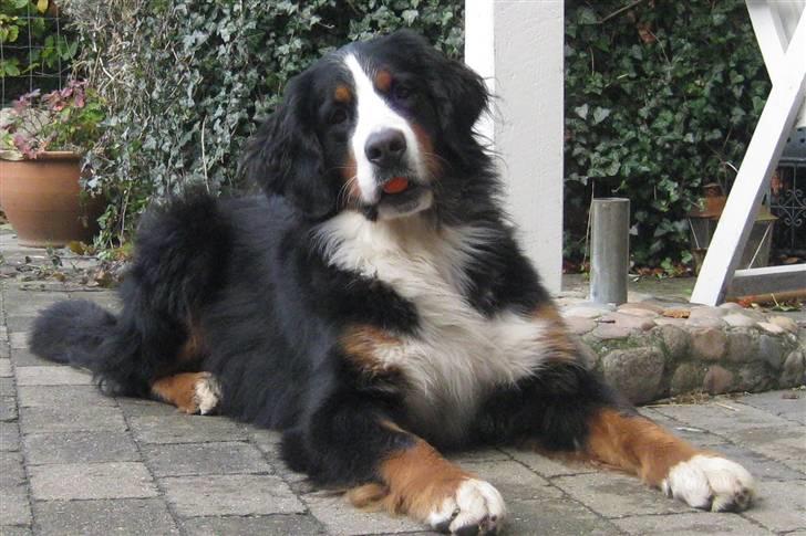 Berner sennenhund Senna - Senna jan.2010 billede 2