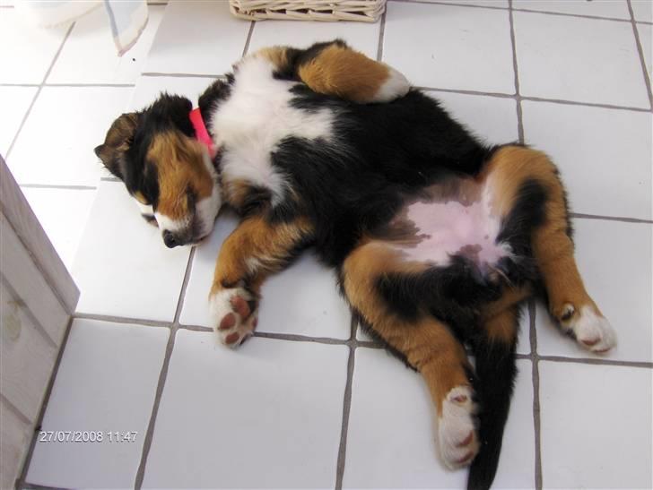 Berner sennenhund Senna - Dejligt med et koldt gulv billede 3