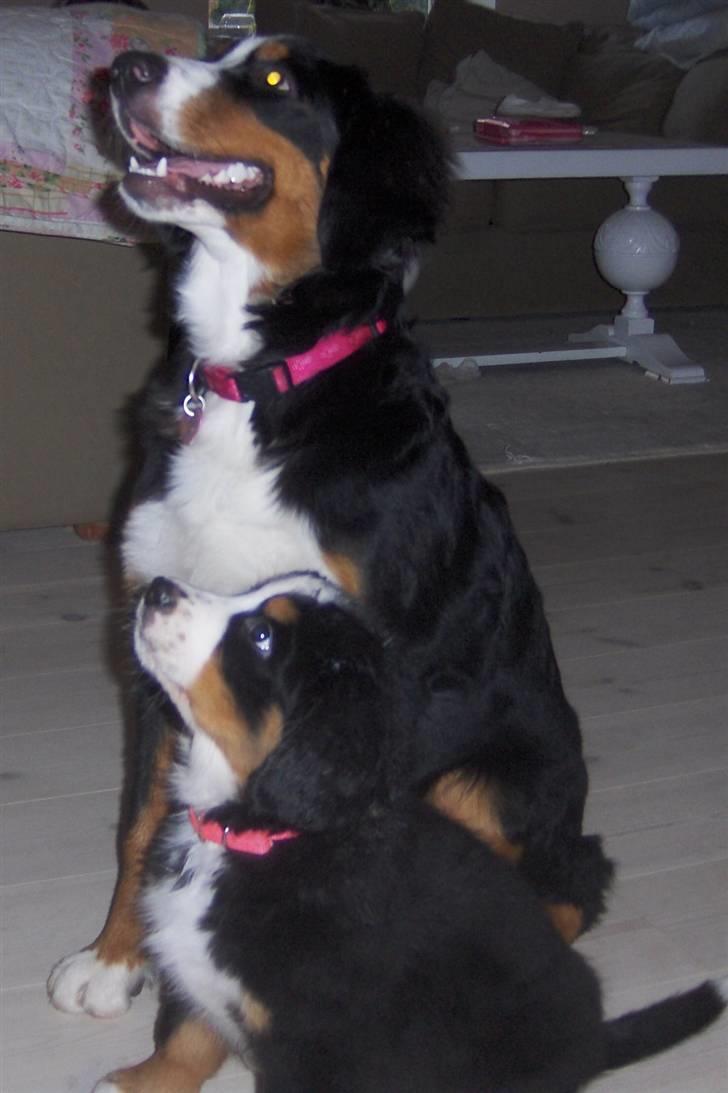 Berner sennenhund Senna - Vi tigger slet ikke billede 4