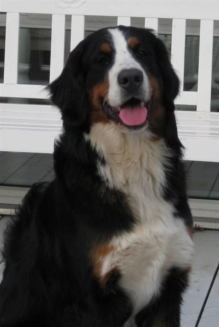 Berner sennenhund Senna billede 5