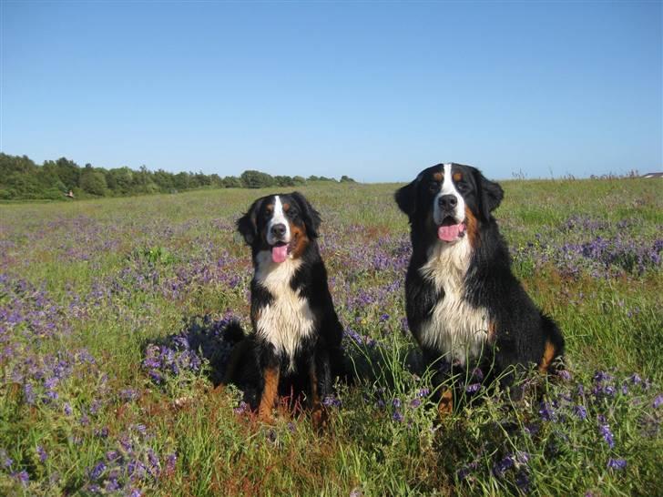 Berner sennenhund Senna - Senna 11 mdr. og Malou 7 mdr. billede 6