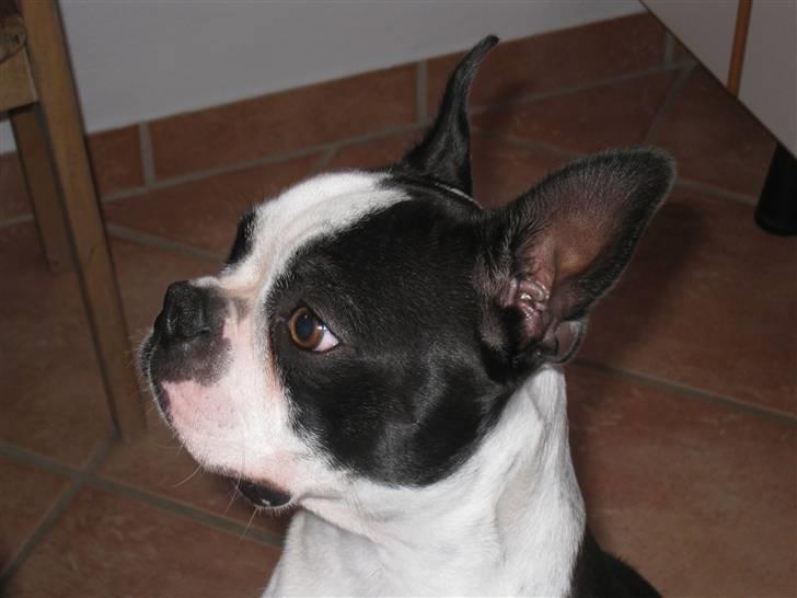 Boston terrier William Karlo - Mors øjesten billede 1