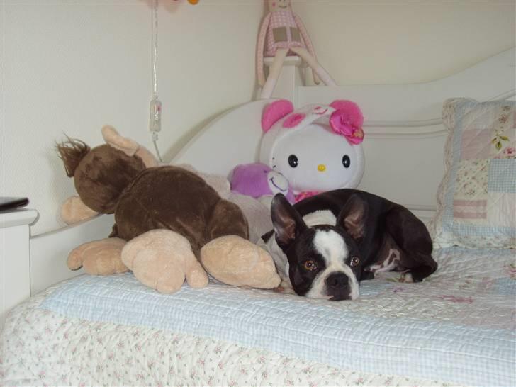 Boston terrier William Karlo - Jeg passer da meget godt ind i prinsesseværelset billede 2