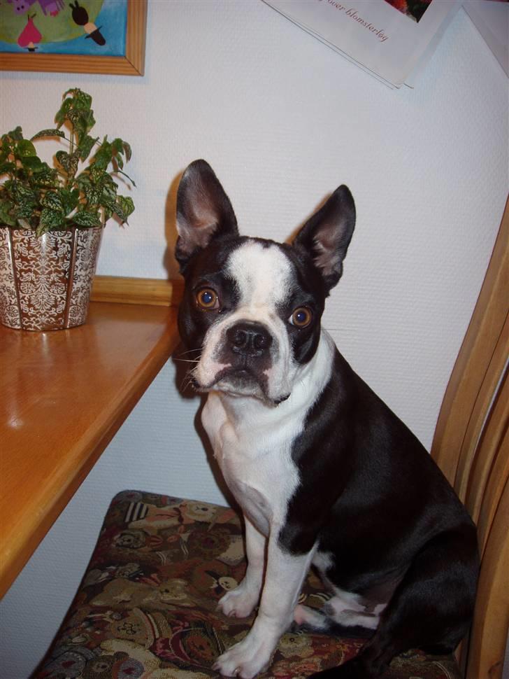 Boston terrier William Karlo - Så smuk billede 3