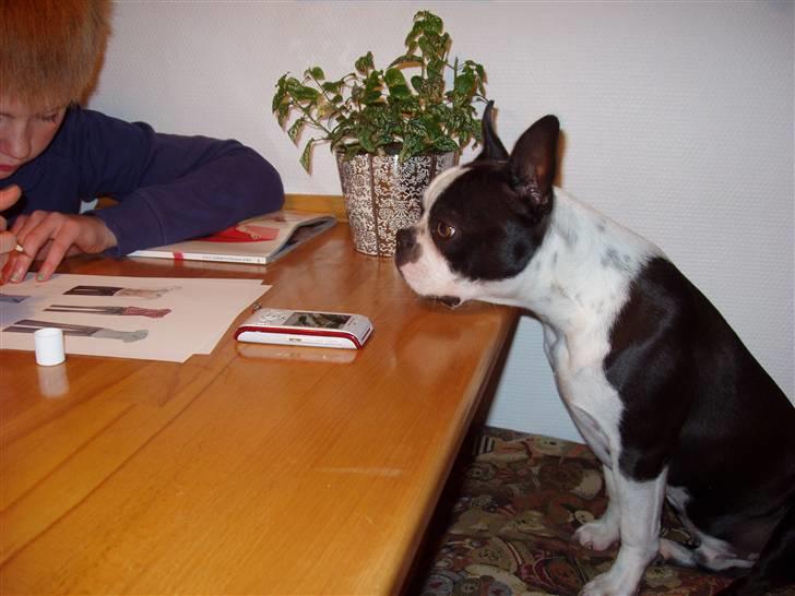 Boston terrier William Karlo - Skal jeg hjælpe dig Amanda billede 4