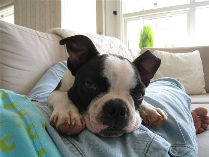 Boston terrier William Karlo - Ynglings beskæftigelsen - en "morfar" med mor billede 5