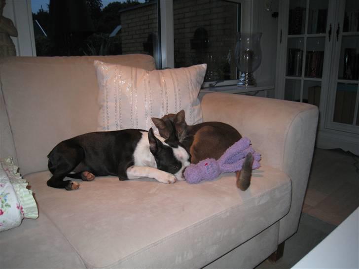 Boston terrier William Karlo - Dejligt med lidt venne hygge billede 6