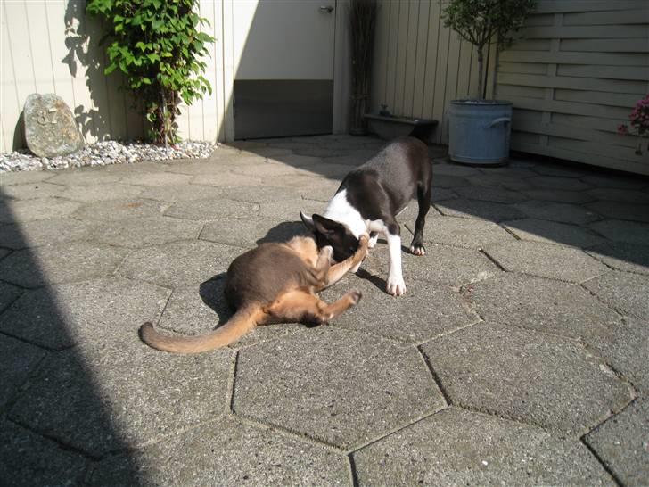 Boston terrier William Karlo - Min bedste lege kammerat Driven - nu er jeg større end ham. billede 7