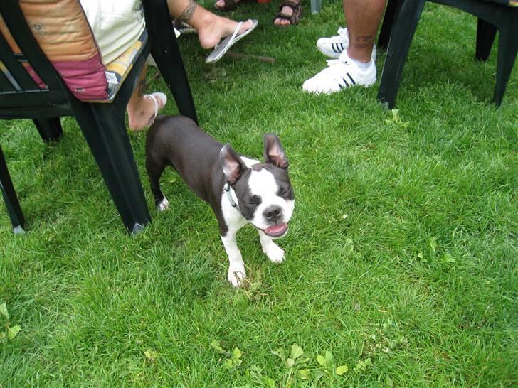 Boston terrier William Karlo - Træt efter et par timers leg med Boston familien på Lolland billede 8