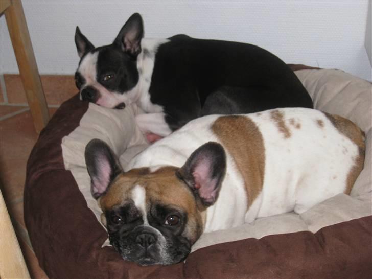 Boston terrier William Karlo - Williams "nye"  Bullerbasse storesøster billede 9