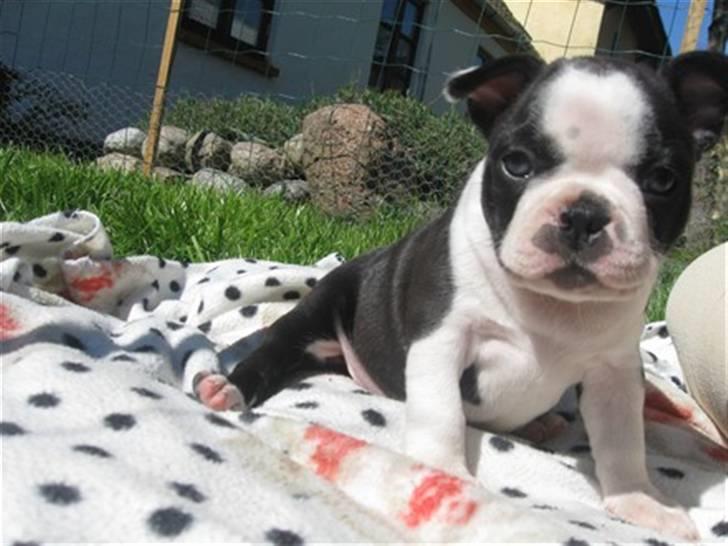 Boston terrier William Karlo - 5 uger gammel - billede taget af opdrætter billede 10