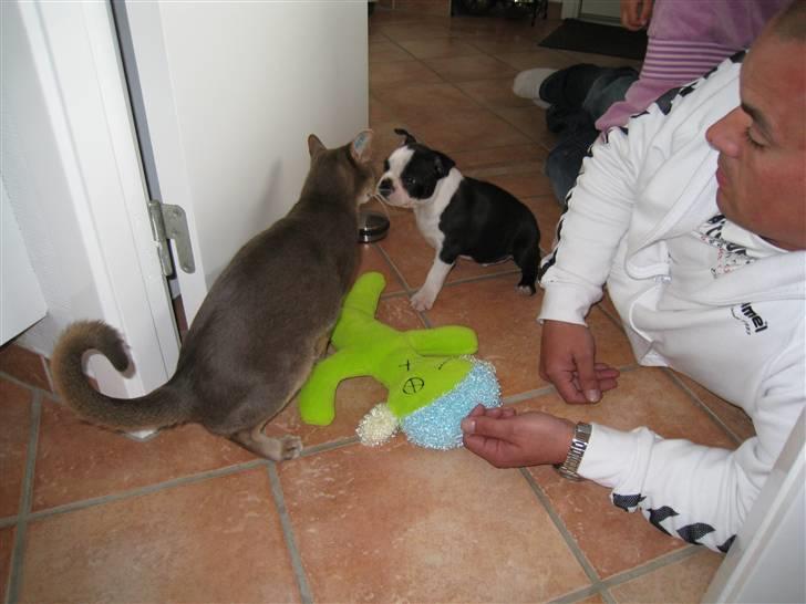 Boston terrier William Karlo - Første møde med Driven billede 11