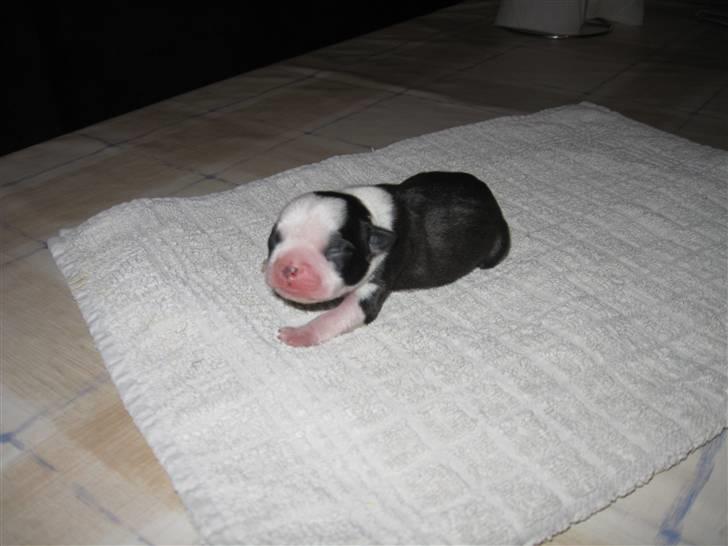 Boston terrier William Karlo - William nyfødt billede 12