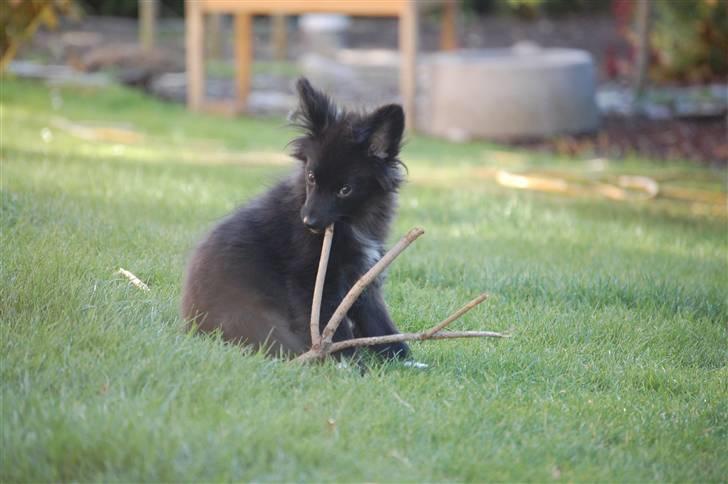 Blanding af racer Bertil - D. 15/10-09 billede 11