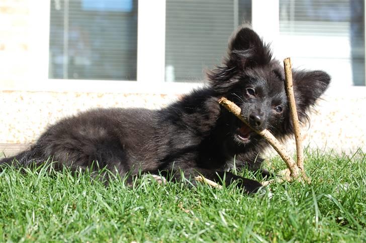 Blanding af racer Bertil - D. 15/10-09 billede 12