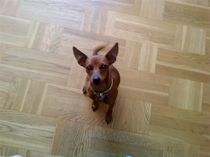 Dvaergpinscher Juno - Hvor er du lille, Juno.. billede 8