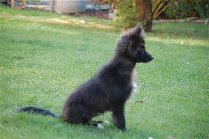 Blanding af racer Bertil - D. 15/10-09 billede 13