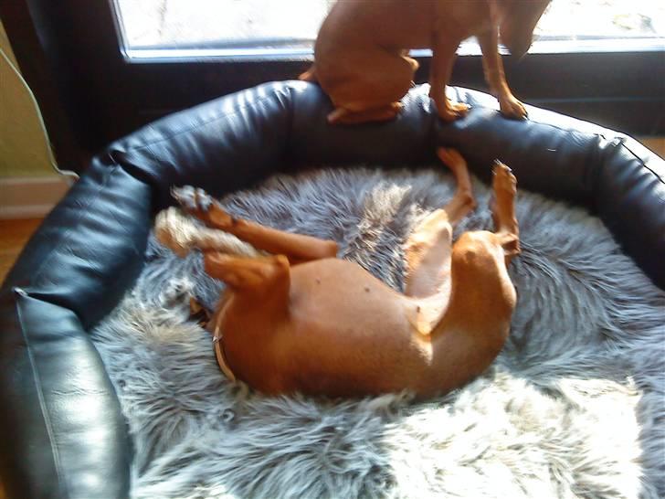 Dvaergpinscher Juno - Juno har fundet et tygge ben billede 9