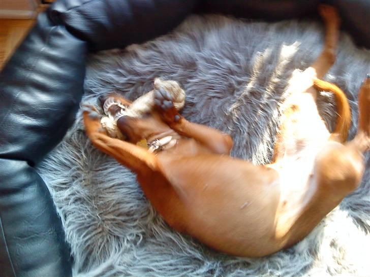 Dvaergpinscher Juno - Juno kan godt lide benet billede 10