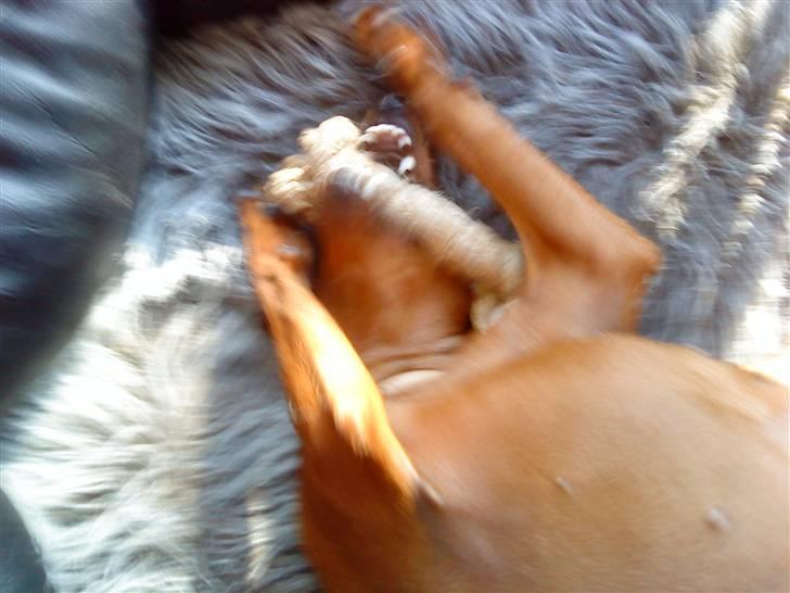 Dvaergpinscher Juno - "Gnaske, gnaske" billede 11