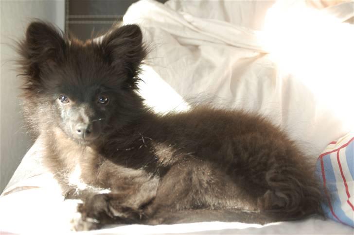 Blanding af racer Bertil - D. 2/10-09 billede 14