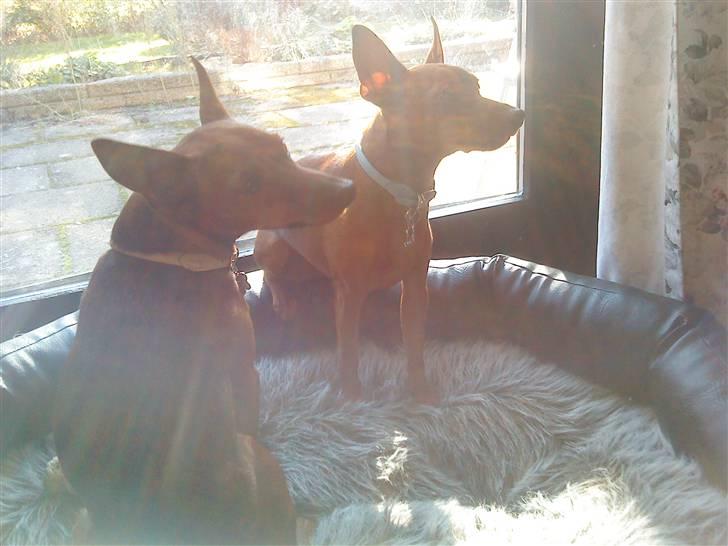 Dvaergpinscher Juno - "Rasmus og jeg kan godt deles om solen :P " billede 12