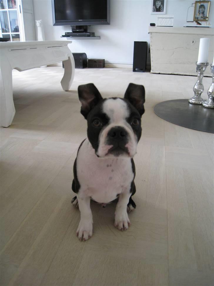 Boston terrier William Karlo - 14 uger gammel billede 13